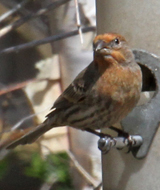 House Finch yellow variant